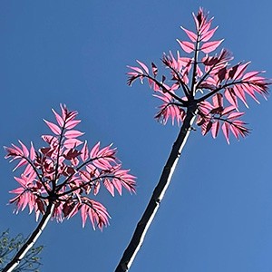 Een foto van een boom met roze bladeren tegen een blauwe lucht. Onze huisstijl is overal!